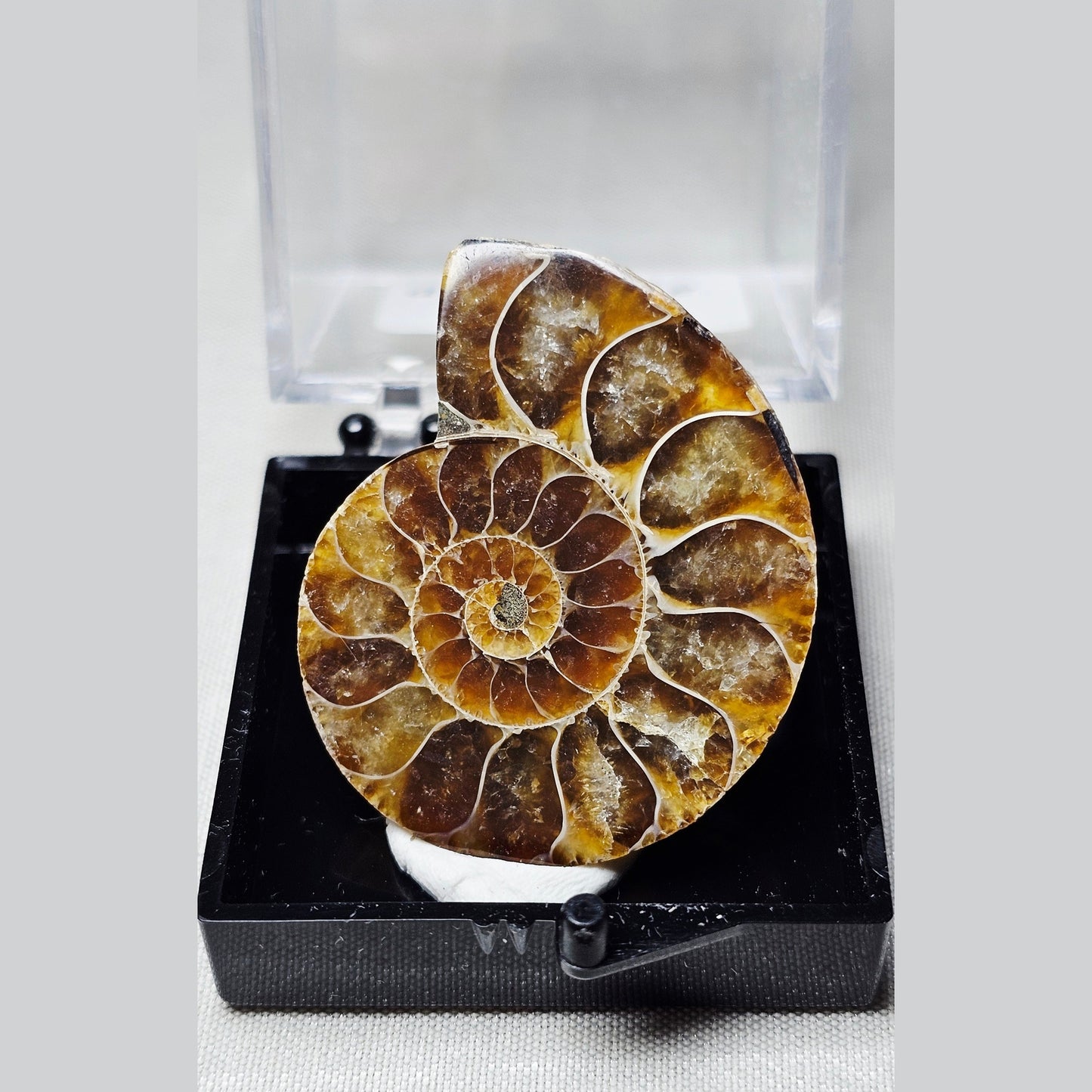 Ammonite Fossil | 20 g | High-Quality